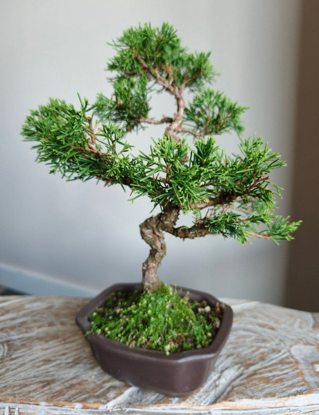 Juniperus Chinensis bonsai, Tuin en Terras, Bloeit niet, Halfschaduw, Minder dan 100 cm, Overige soorten