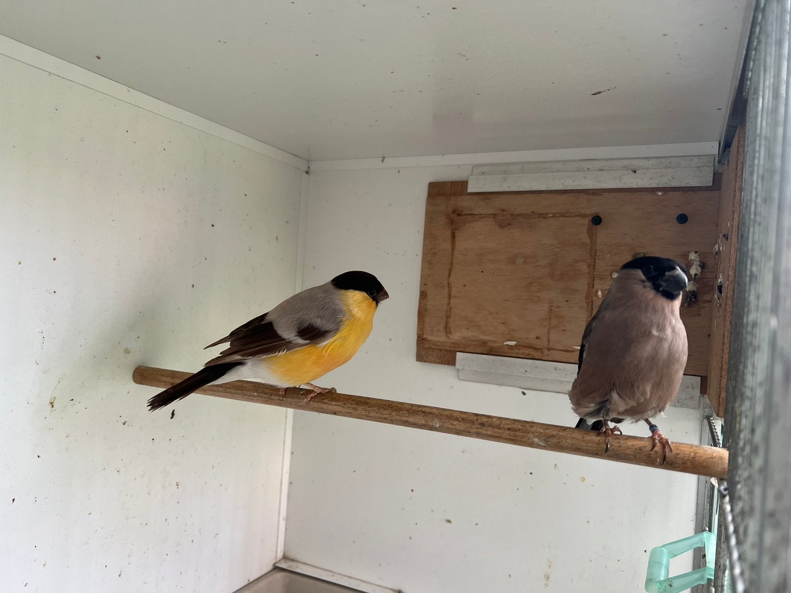 Bruingele goudvink man x Wildkleur gele pop, Meerdere dieren, Wildzangvogel