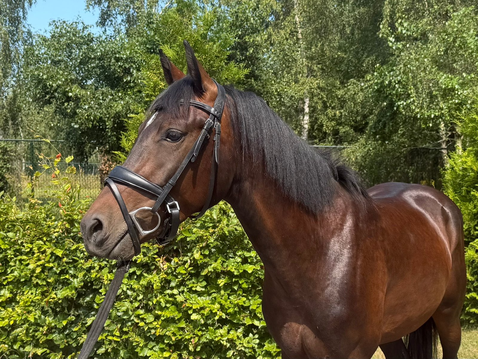 Veelbelovende C pony, Gechipt, Ruin, Springpony, 3 tot 6 jaar
