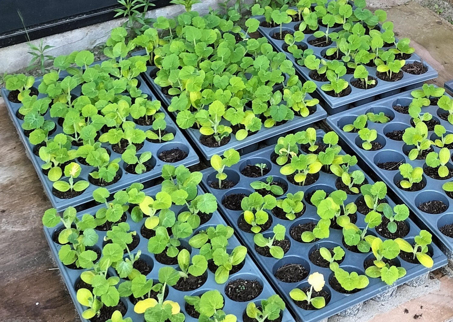 Zaaitray zaaibak kweektray kweekbak tbv moestuin, Ophalen, Gebruikt, Kweekbak