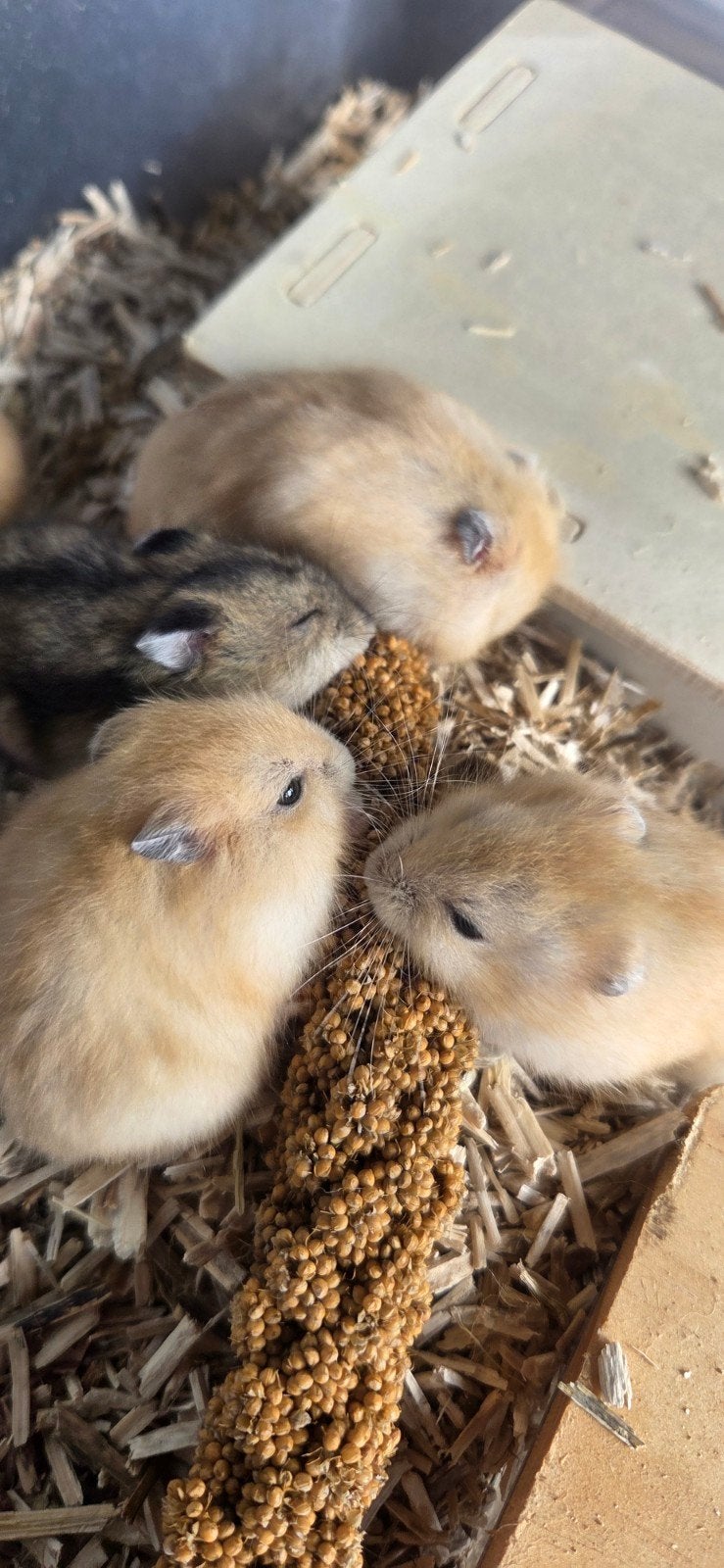 lieve tamme dwerghamsters, Meerdere dieren, Overige soorten