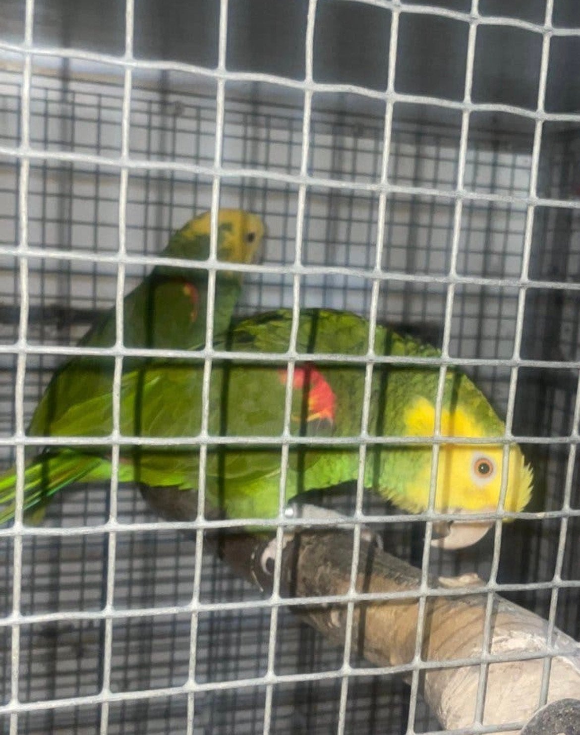 Dubbel geelkop amazones Oratrix en Magna, Dieren en Toebehoren, Vogels | Parkieten en Papegaaien, Meerdere dieren, Papegaai, Pratend