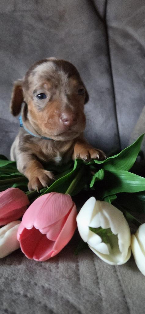 Dwerg teckel pups Reutjes, Parvo, Reu, 8 tot 15 weken, Korthaar