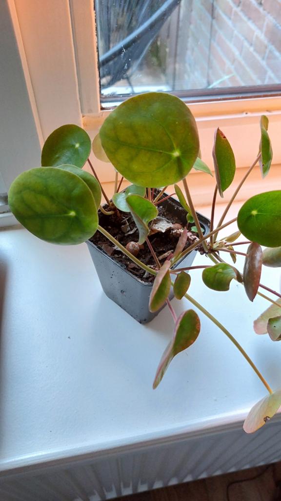 Pannekoekenplant / Pilea, Huis en Inrichting, Kamerplanten, Ophalen, Halfschaduw, Minder dan 100 cm