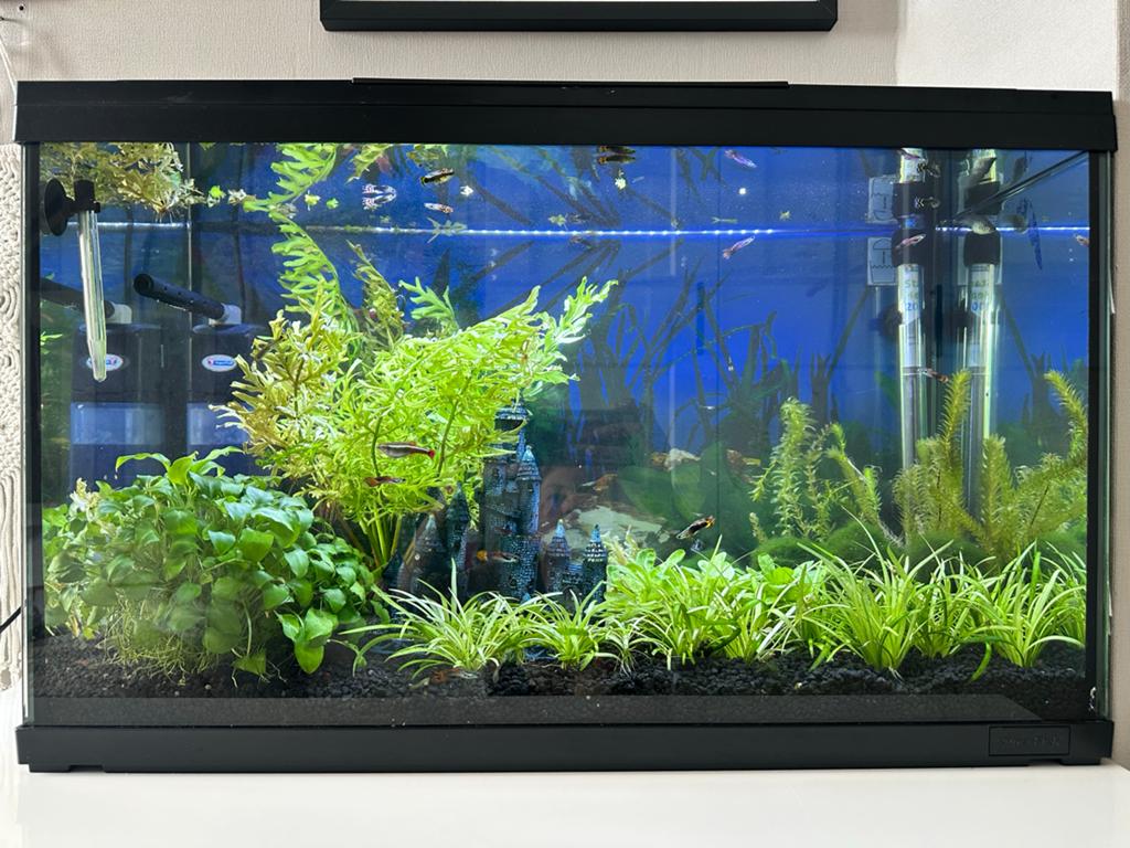Aquarium 120 L, Ophalen, Inclusief vissen, Zo goed als nieuw, Gevuld zoetwateraquarium