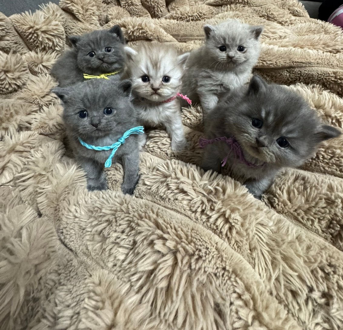 Prachtige Britse - Perzische Korthaar Mix Kittens!😺