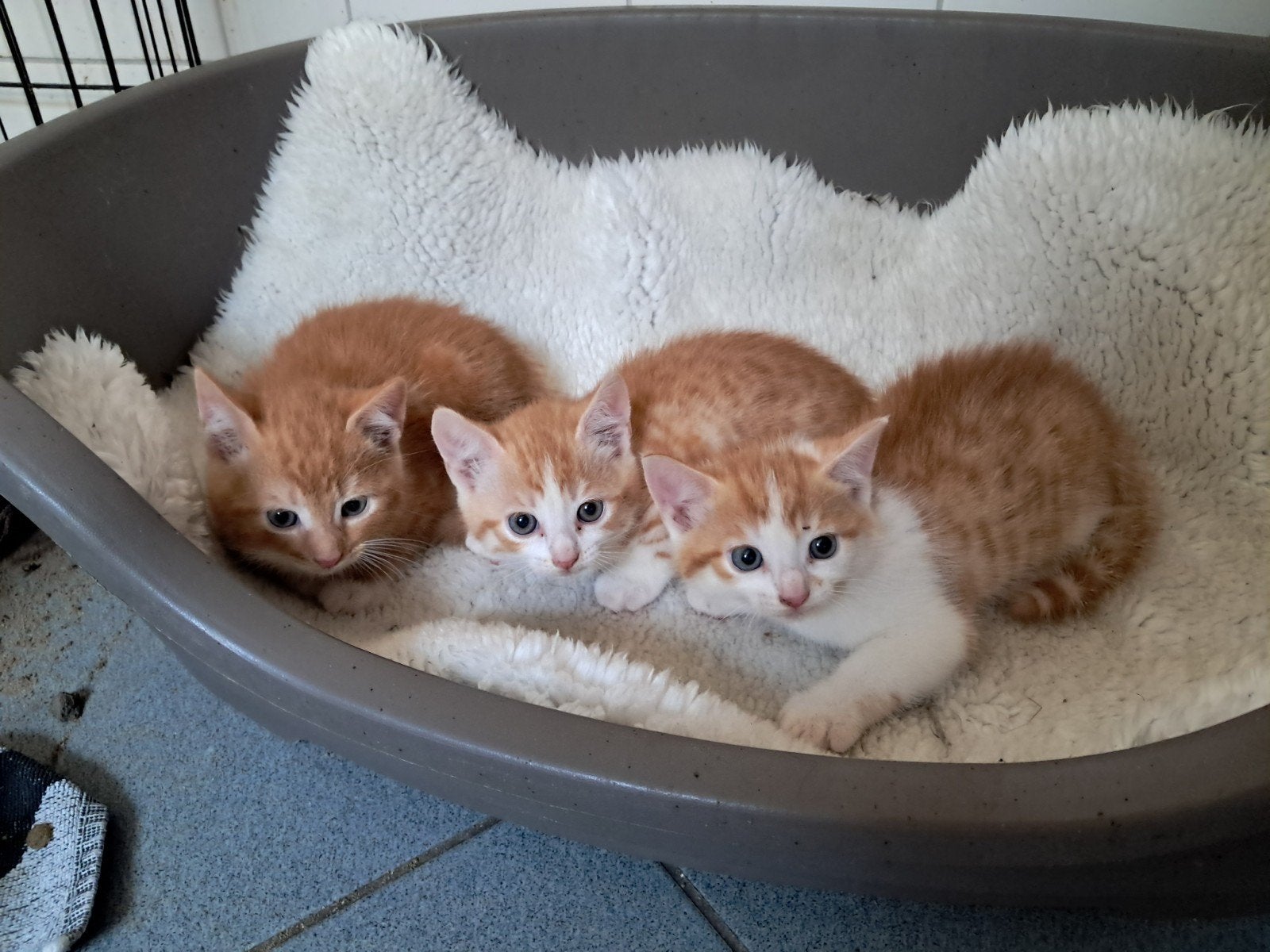 Boerderij kittens, Meerdere dieren