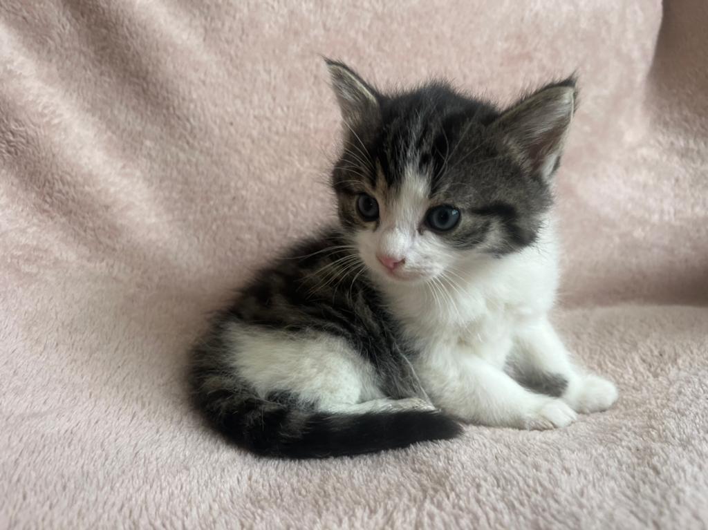 Te koop lieve sociale kittens, Meerdere dieren, Langharig, 0 tot 2 jaar