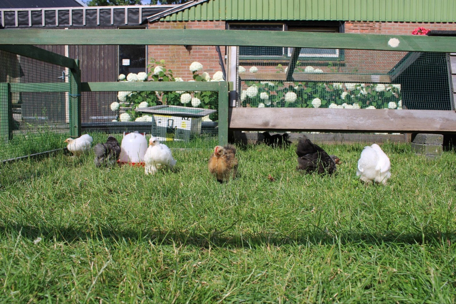 Cochin kriel hanen en hennen, Dieren en Toebehoren, Pluimvee, Kip, Meerdere dieren