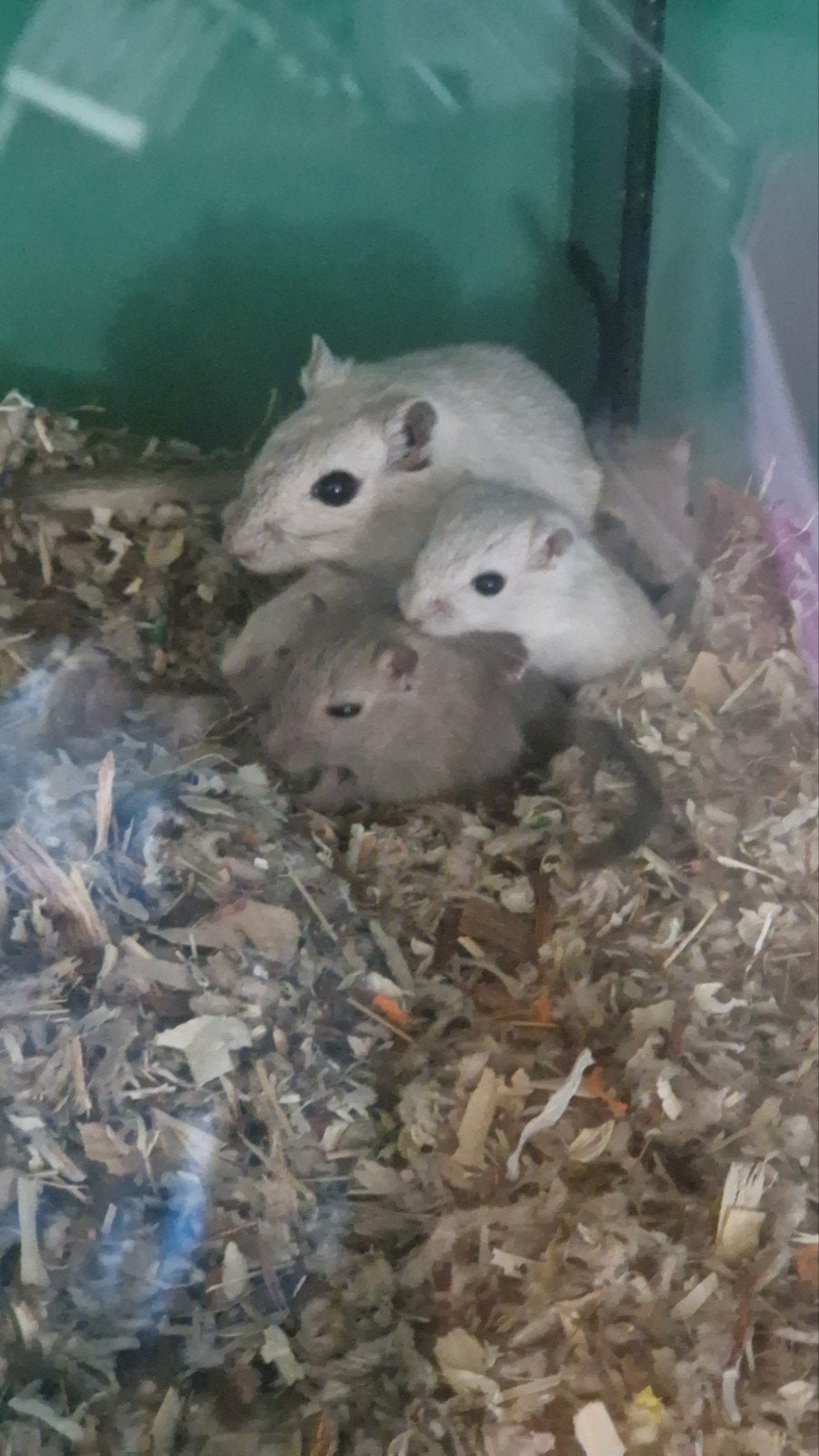 Gerbil pups mei 2026, Dieren en Toebehoren, Knaagdieren, Meerdere dieren, Overige typen, Mei, Tam