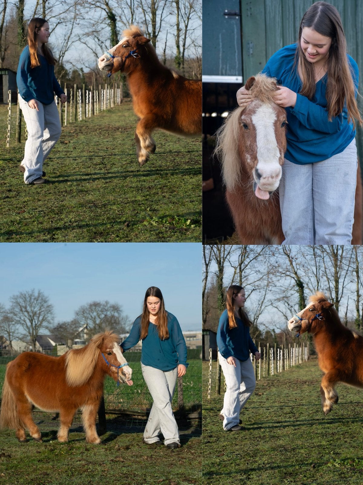 Verzorger aangeboden/ project paard jonge pony gezocht, Ophalen of Verzenden