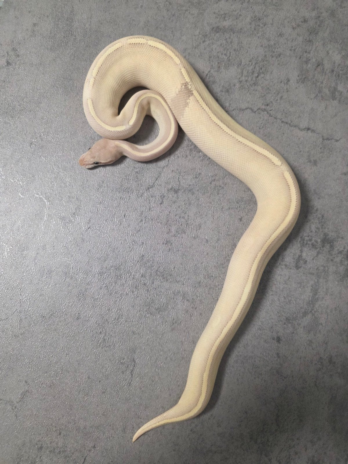 ♀️️Paradox Banana Purple Passion Blackhead Ball Python - unknown for sale from G.B