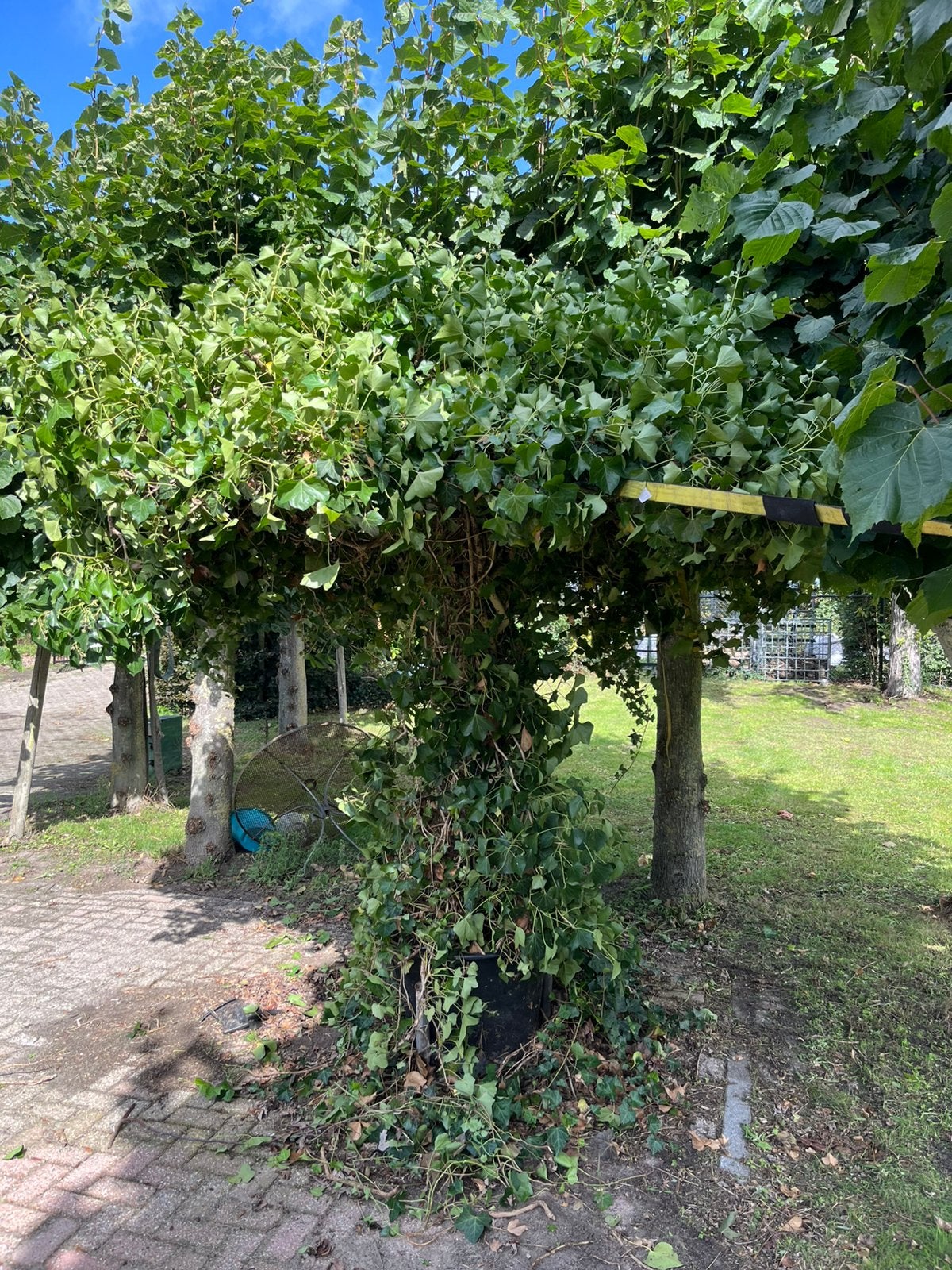 Hedera parasol, Ophalen, Halfschaduw, Overige soorten, 100 tot 250 cm