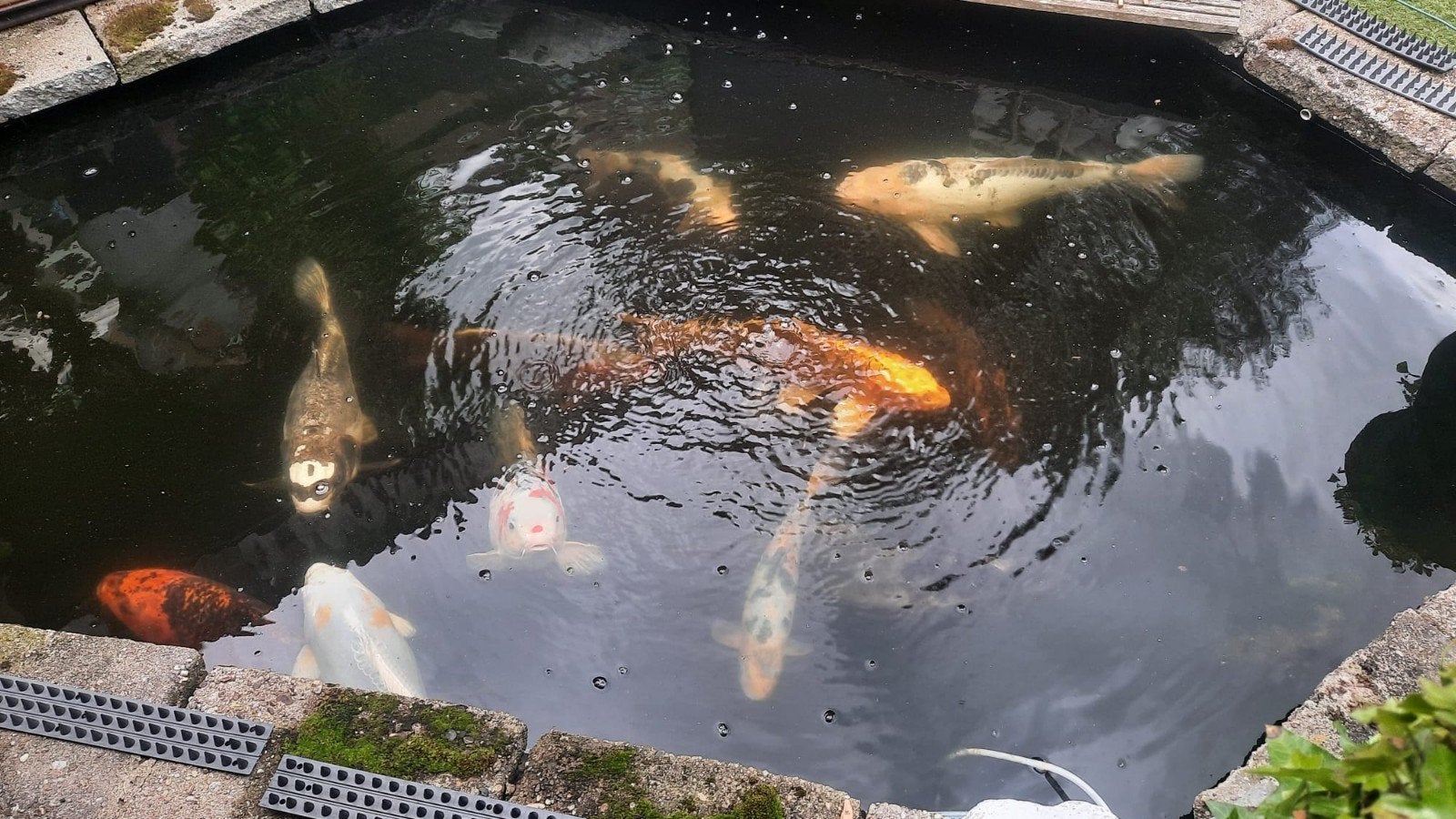 Koi karpers, Tuin en Terras, Vijvers, Ophalen of Verzenden