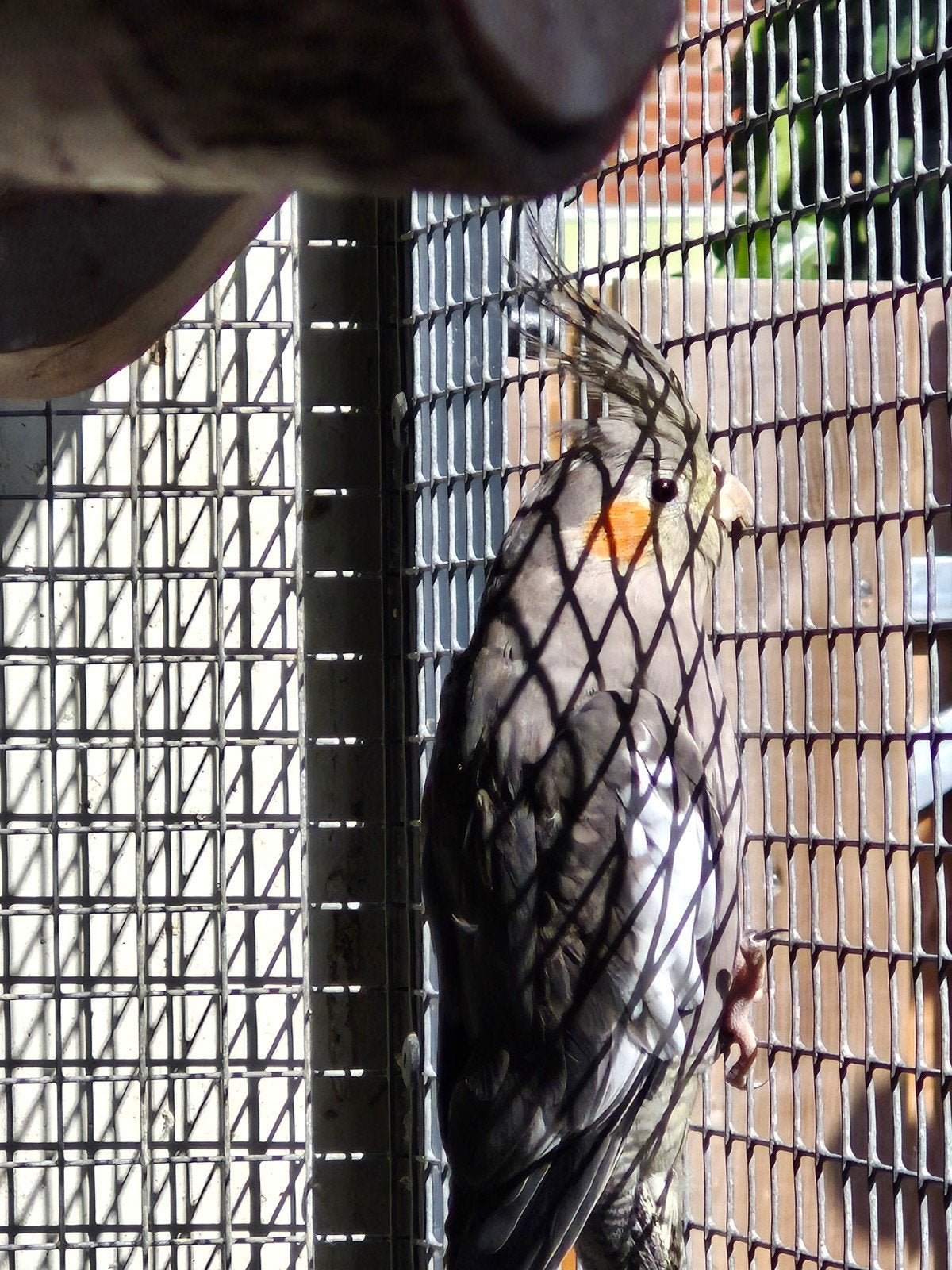 Te koop broedrijp koppel zuiver wildkleur, Dieren en Toebehoren, Vogels | Parkieten en Papegaaien, Meerdere dieren, Parkiet, Geringd