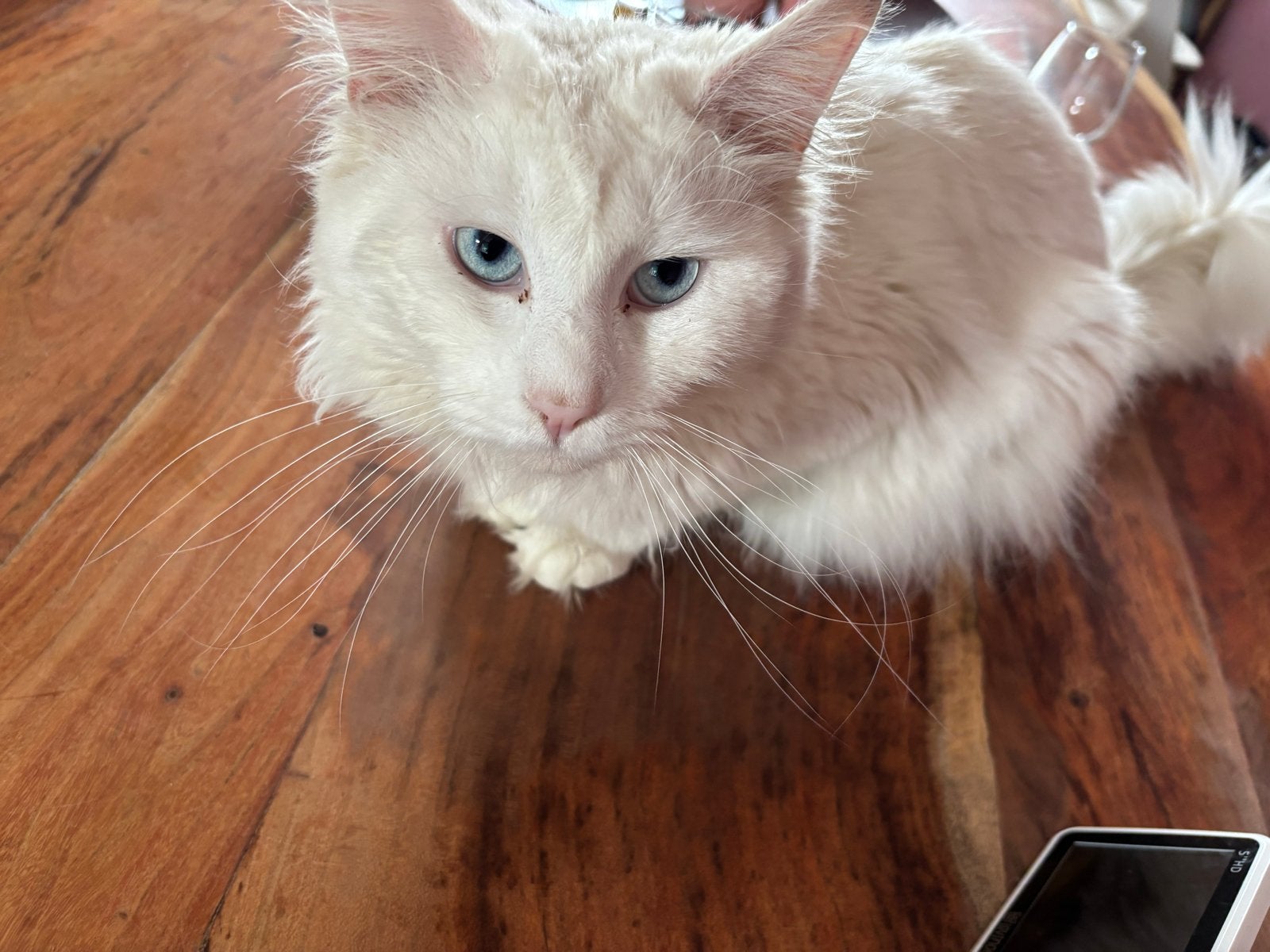 Maine coone, Kater, 0 tot 2 jaar