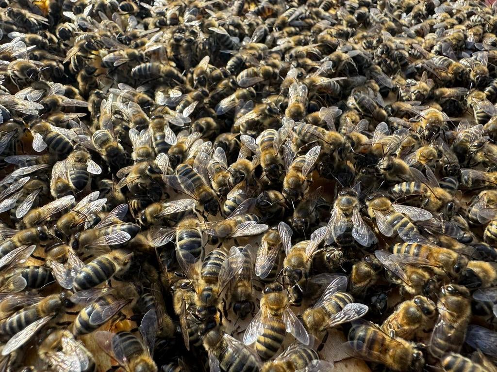 Jonge bijenvolken & jonge volken 2025, Bijen
