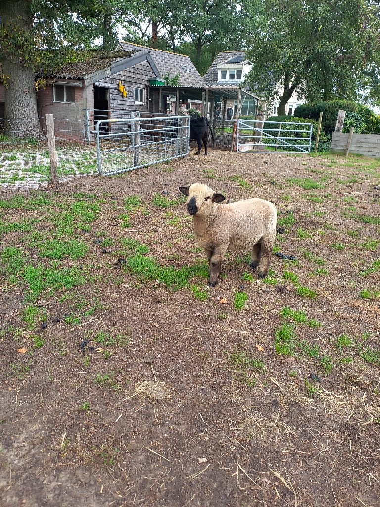 Hampshire down RAM, Mannelijk, Schaap, 0 tot 2 jaar