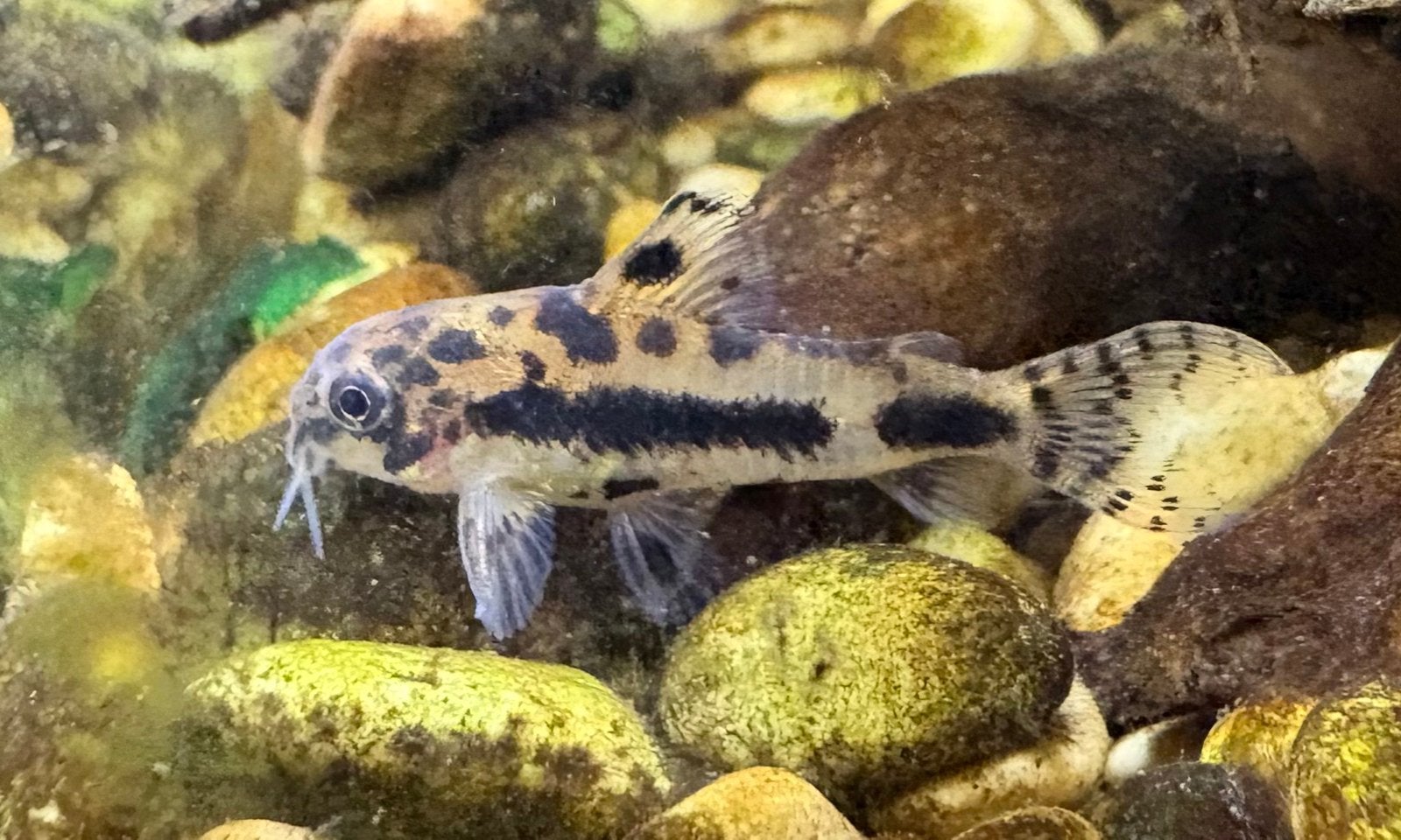 Corydoras habrosus nakweek, Vis, Zoetwatervis, Schoolvis
