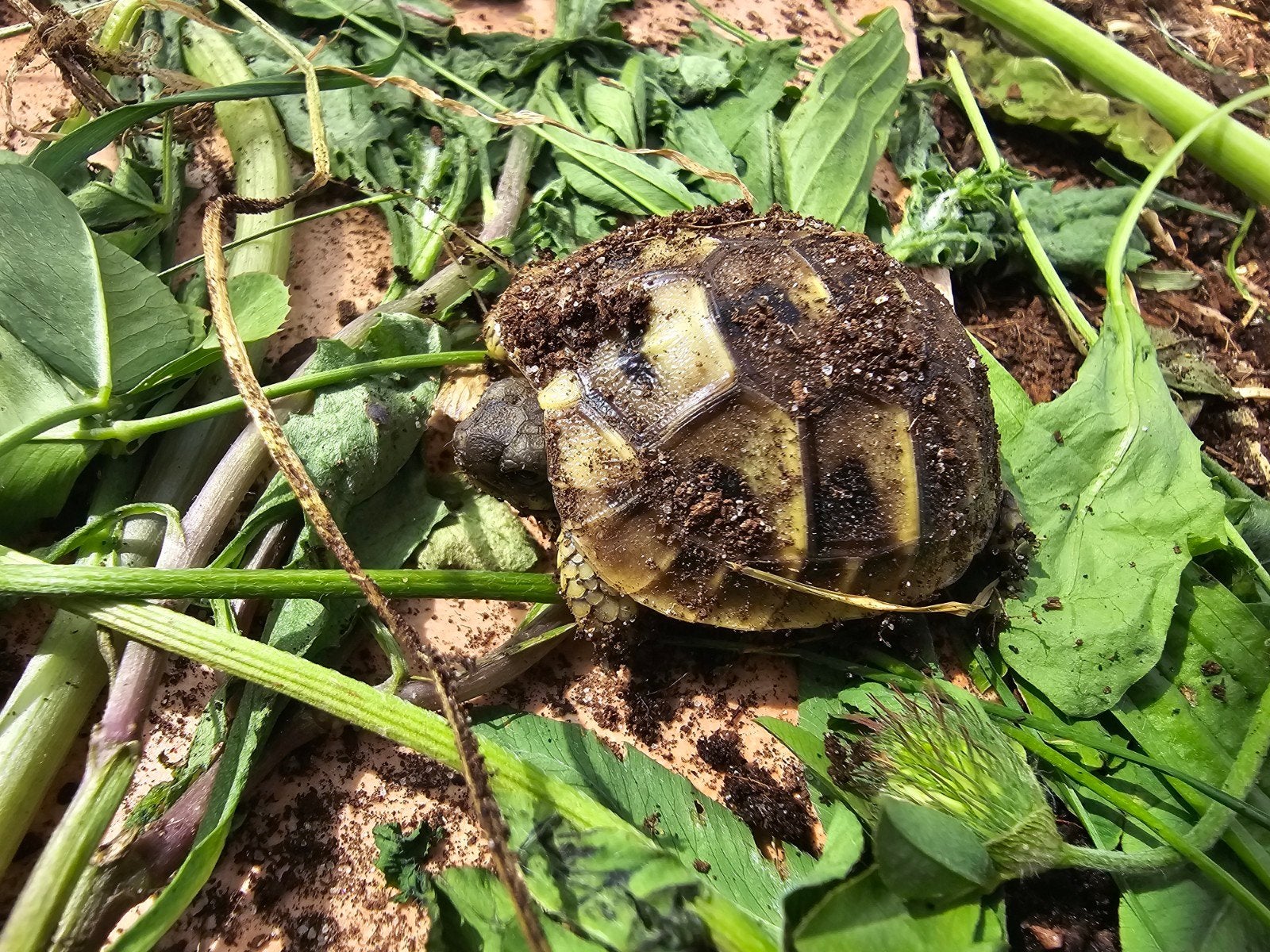 Nakweek Griekse landschildpadden Tortoise photo 10