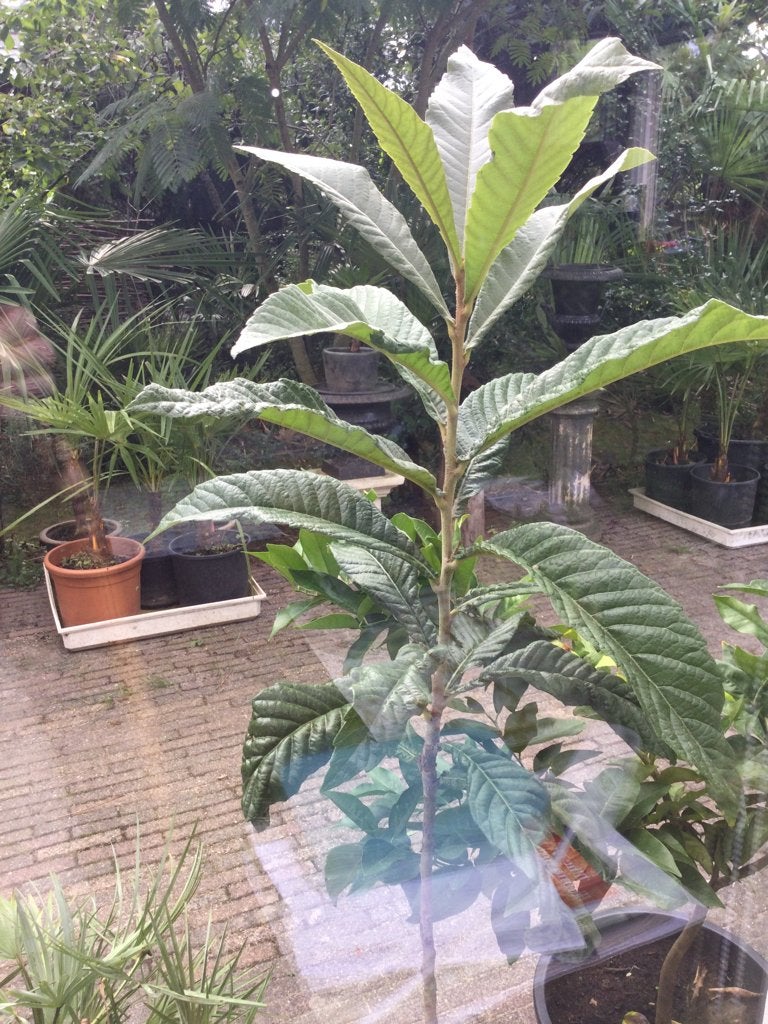De loquat (Eriobotrya japonica), Japanse (wol)mispel, Tuin en Terras, Volle zon, Minder dan 100 cm, Zomer, Overige soorten