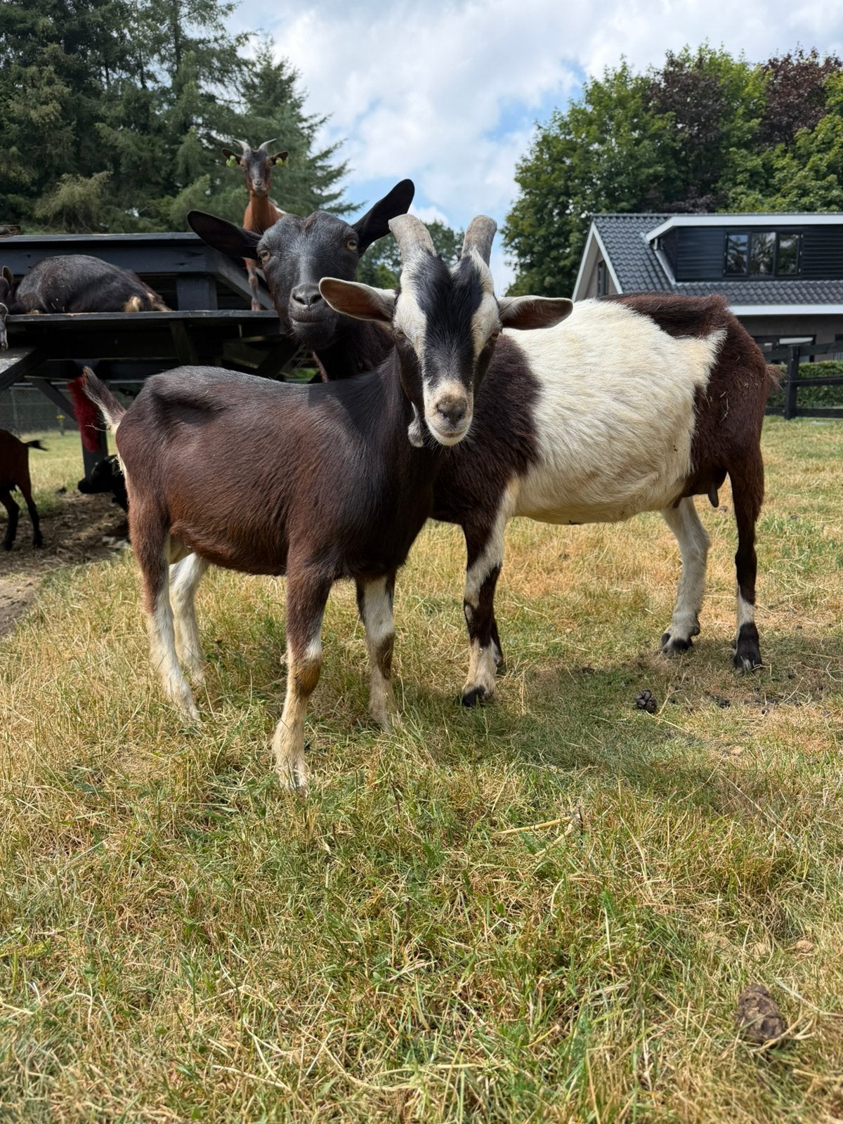 Toggenburger bok te koop, Dieren en Toebehoren, Schapen, Geiten en Varkens, Mannelijk, Geit