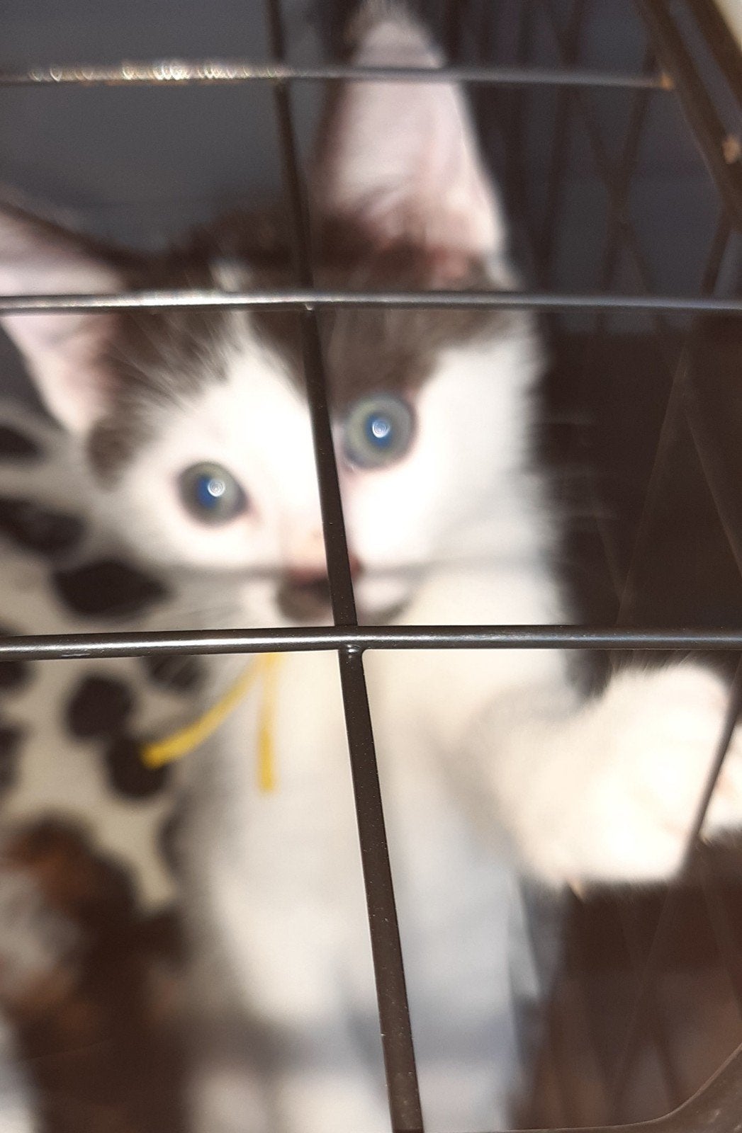 Prachtig, sociaal en speels kittentje zoekt warm mandje., Kater, Ontwormd, 0 tot 2 jaar