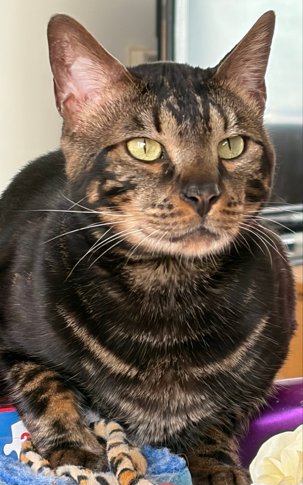 bengaalse kater zoekt rustiger huisje, Kater