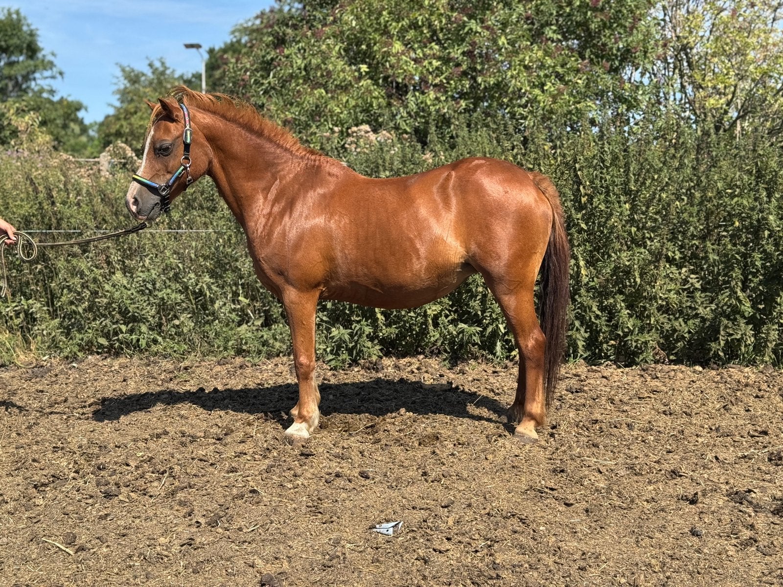 Lieve welsh b pony merrie, Dieren en Toebehoren, Pony's, Merrie, B, Met stamboom, B pony (1.17m tot 1.27m)