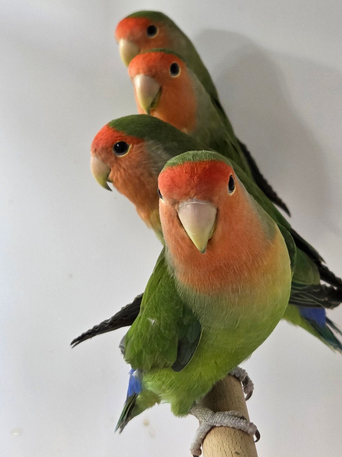 roseicollis dna getest, Dieren en Toebehoren, Vogels | Parkieten en Papegaaien, Mannelijk, Dwergpapegaai of Agapornis, Geringd