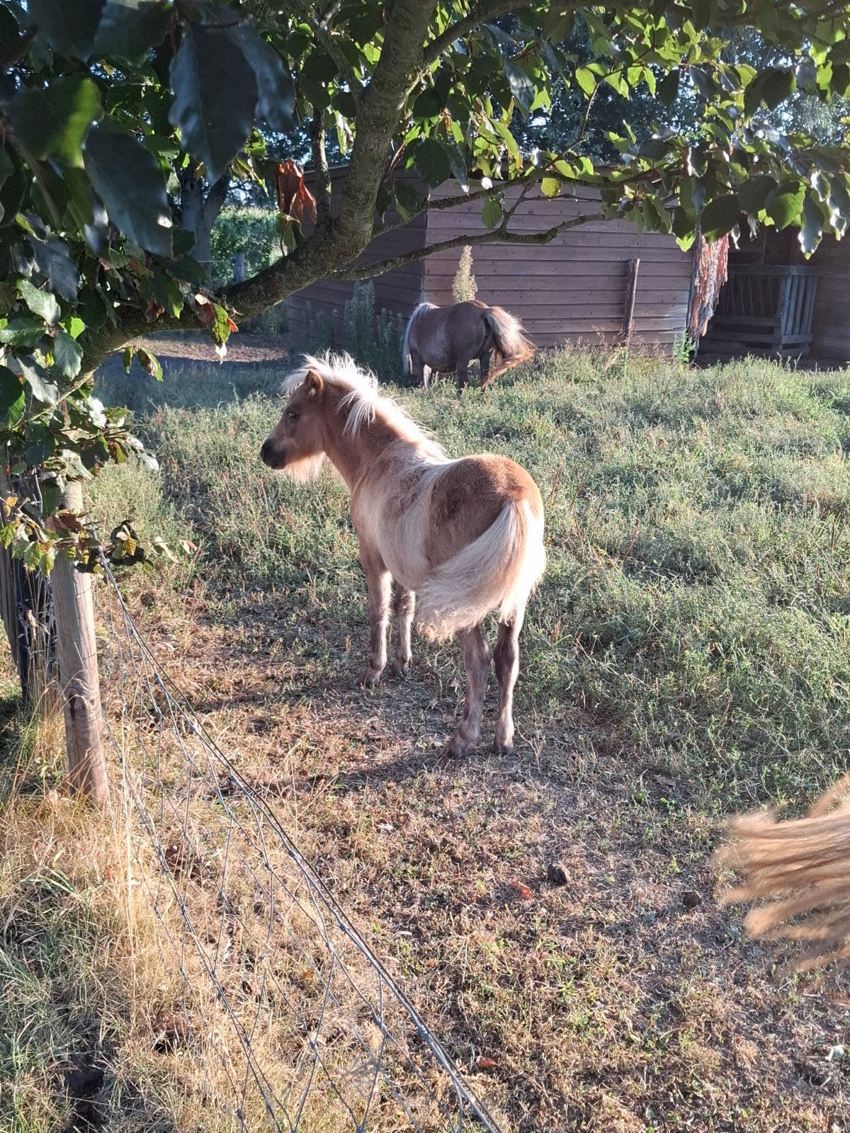 Shetlander merrieveulen, Merrie, A pony (tot 1.17m), 0 tot 2 jaar