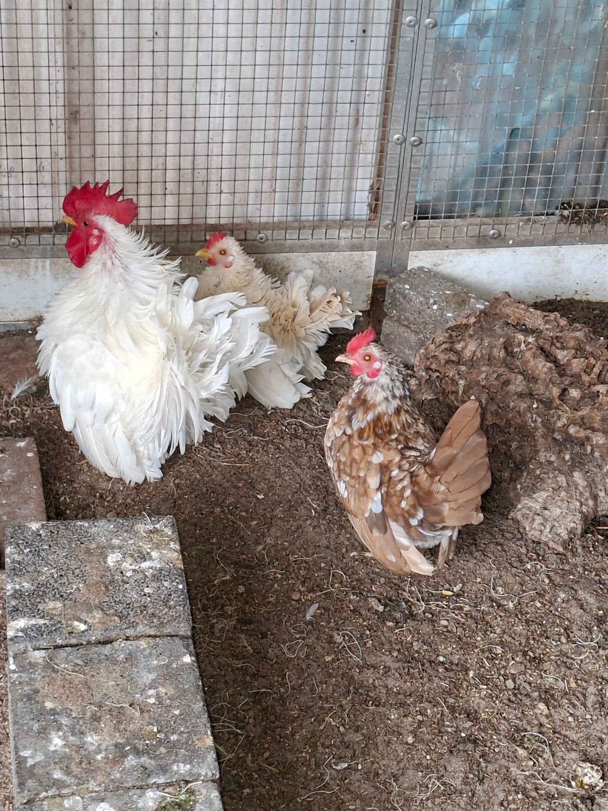 Serama trio krulveer en gladveer A/ B klasse, Dieren en Toebehoren, Pluimvee, Meerdere dieren, Kip