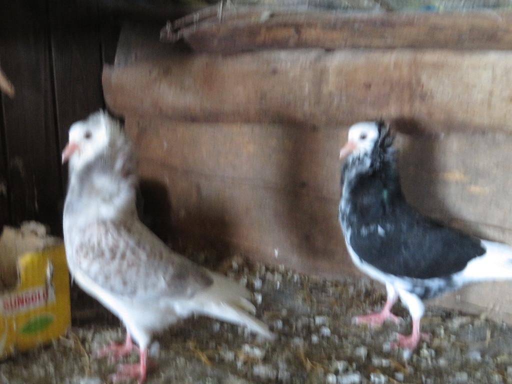 1 mooi nestje capucijnen  sierduiven, Dieren en Toebehoren, Vogels | Duiven, Meerdere dieren, Overige soorten