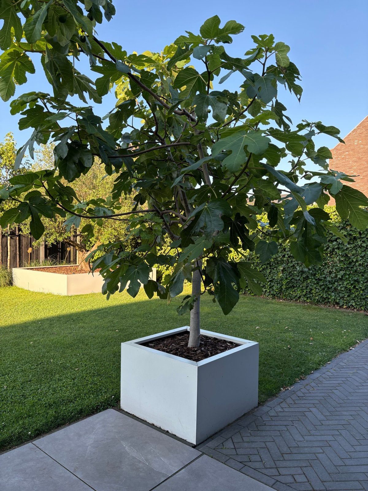 Grote vijgenboom, Overige soorten, 100 tot 250 cm, Zomer, Ophalen
