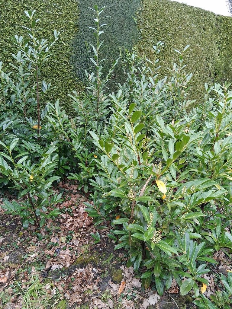 Prunus caucasica, Ophalen, Laurier, 100 tot 250 cm