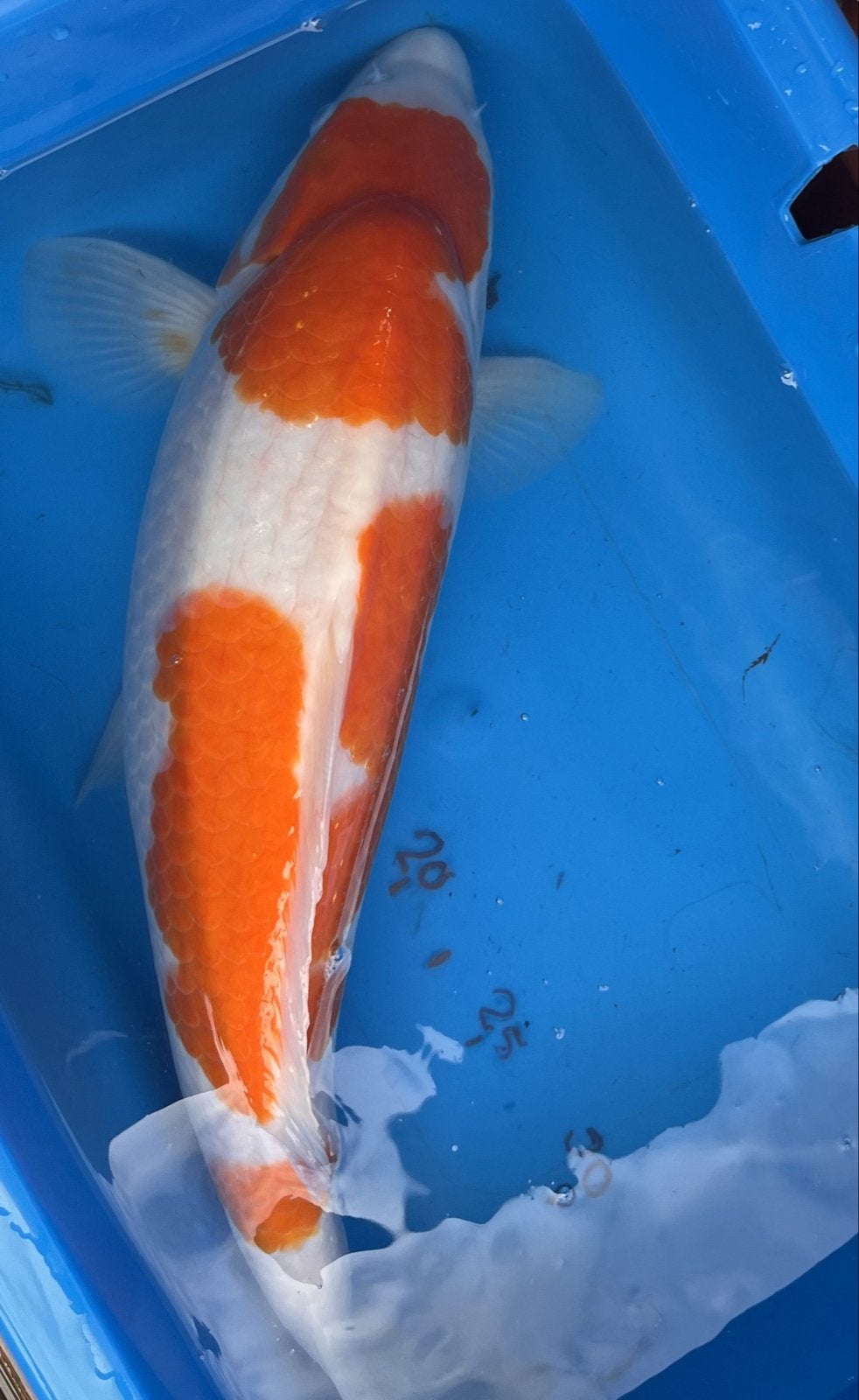 Japanse Koi, Dieren en Toebehoren, Karper of Koi