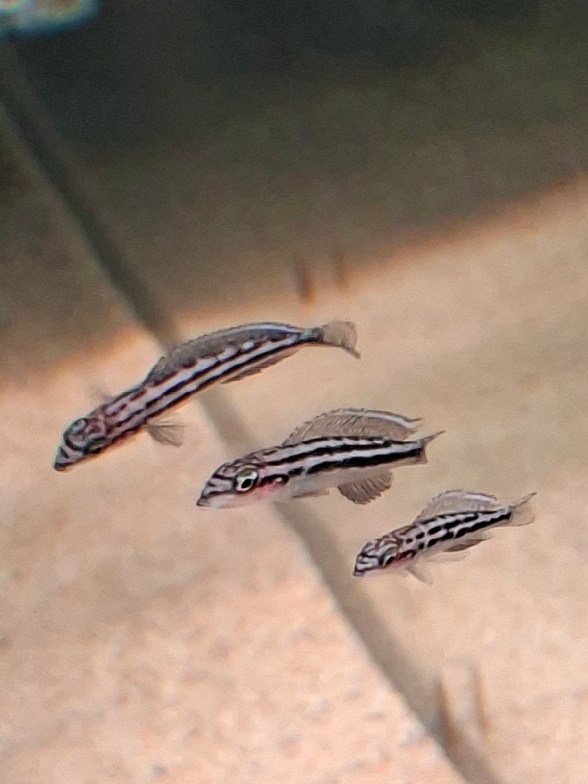 Julidochromis dickfeldi, Vis