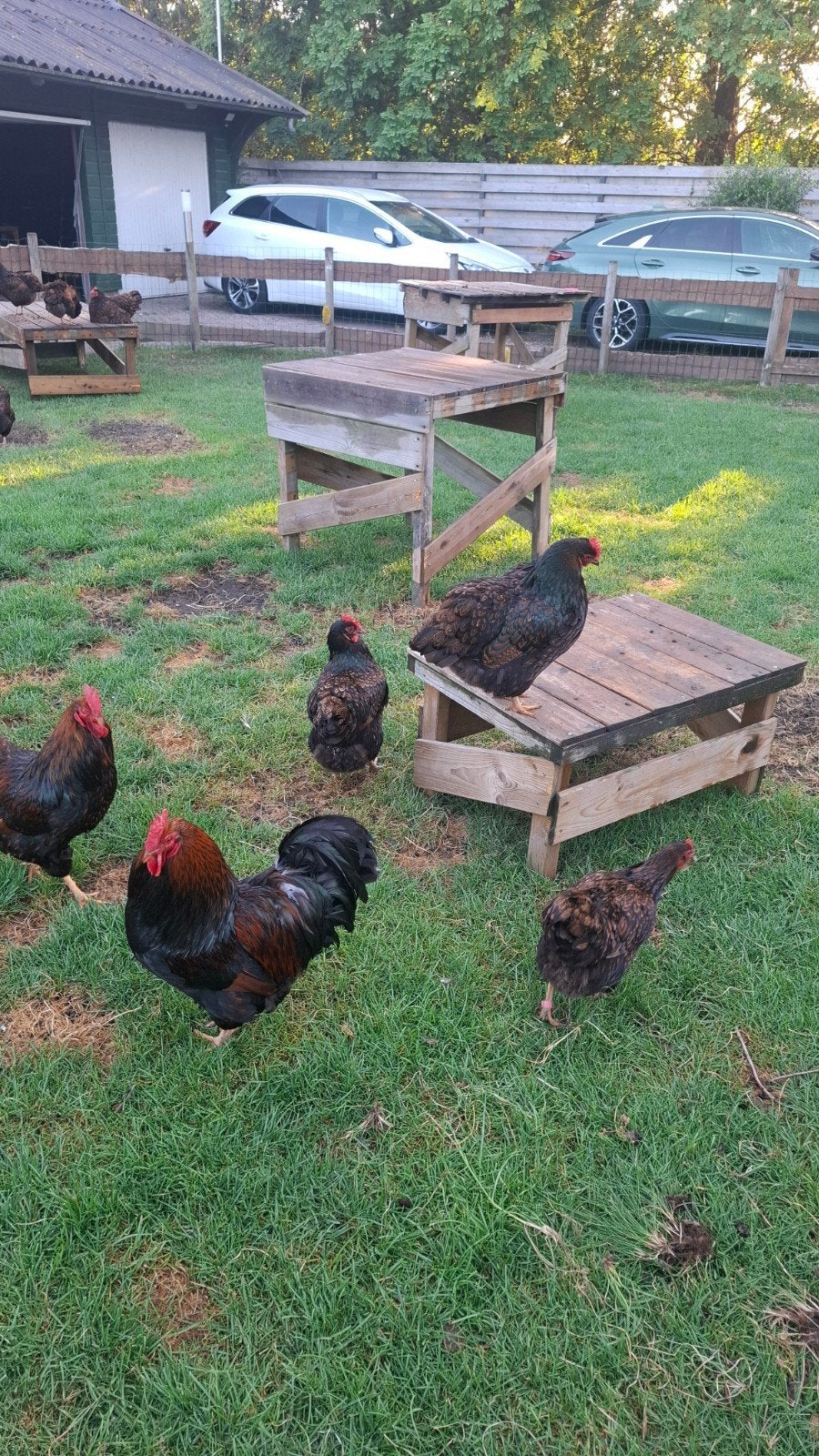 Broedeieren Barnevelder dubbel gezoomd, Dieren en Toebehoren, Pluimvee, Geslacht onbekend, Kip