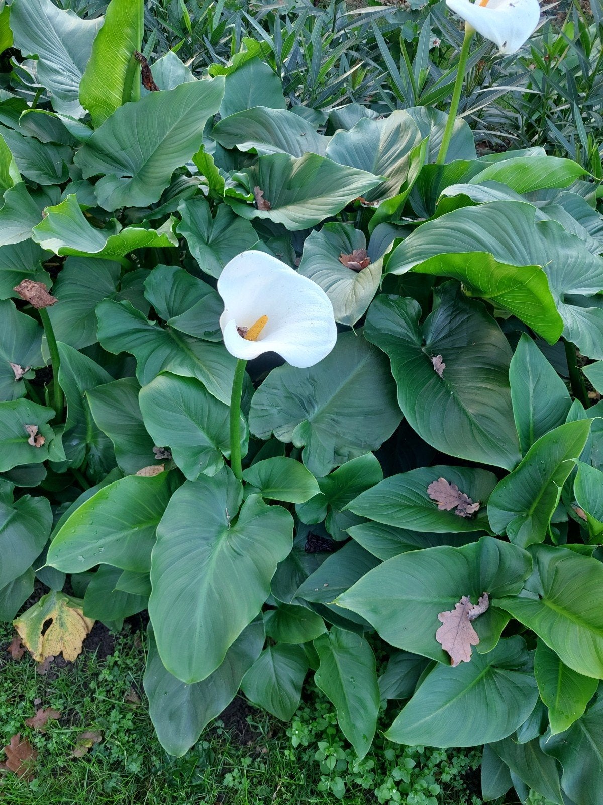 Witte Calla Lelie (Zantedeschia) - Elegante Tuinplant, Vaste plant, Halfschaduw, Zomer, Ophalen