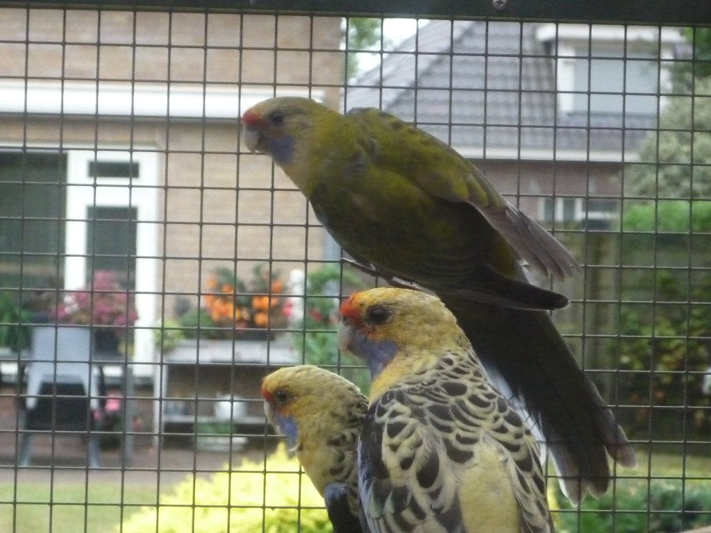 Strogele rosella, Meerdere dieren, Parkiet, Geringd