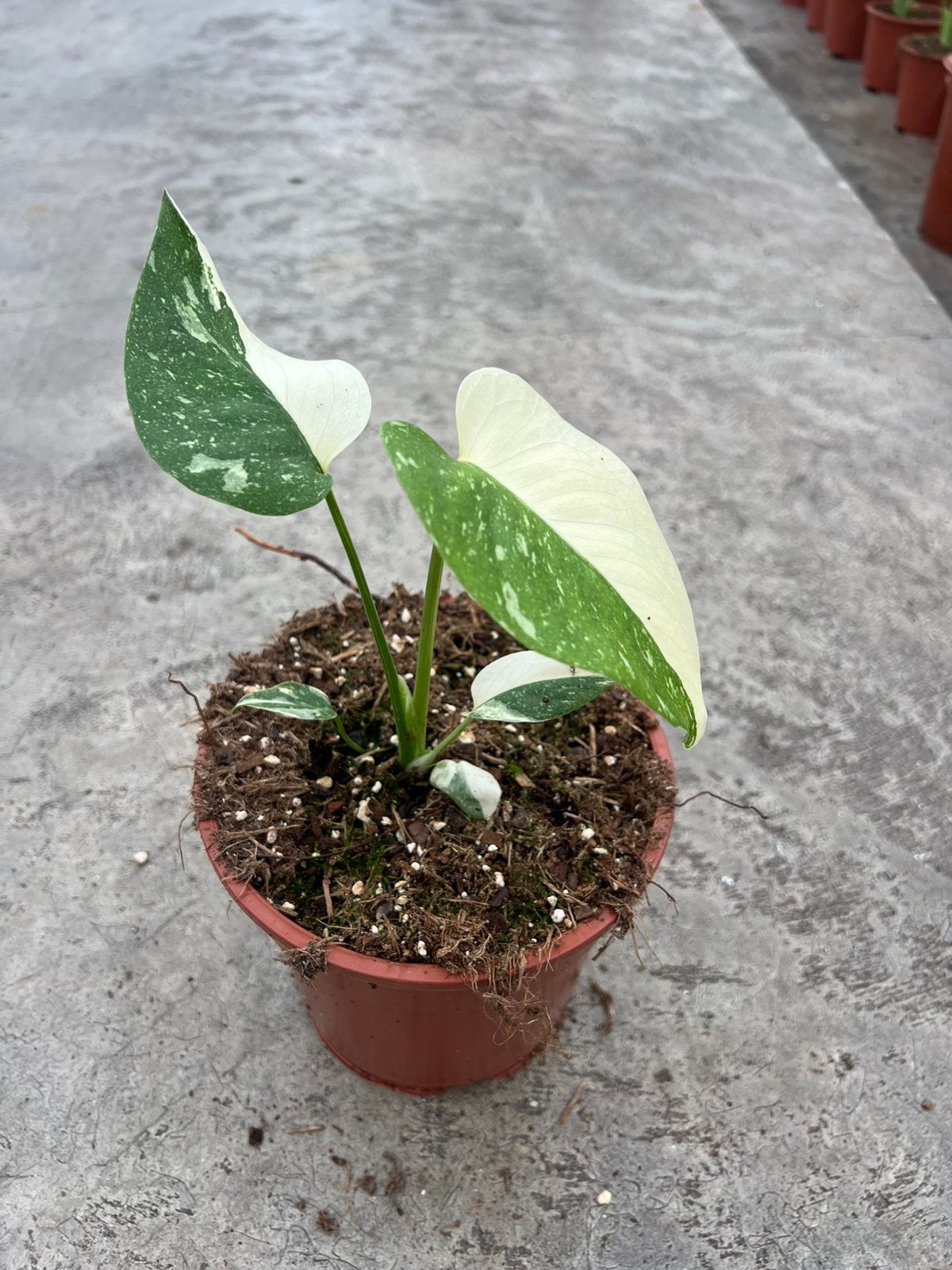 Monstera tai half moon, Huis en Inrichting, Kamerplanten, Ophalen, Halfschaduw, Minder dan 100 cm