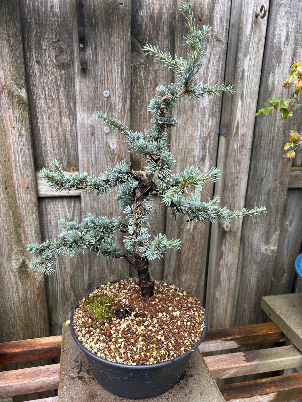 Blauwe Atlasceder Bonsai - Cedrus Atlantica Glauca, Ophalen, Conifeer, Struik, Minder dan 100 cm