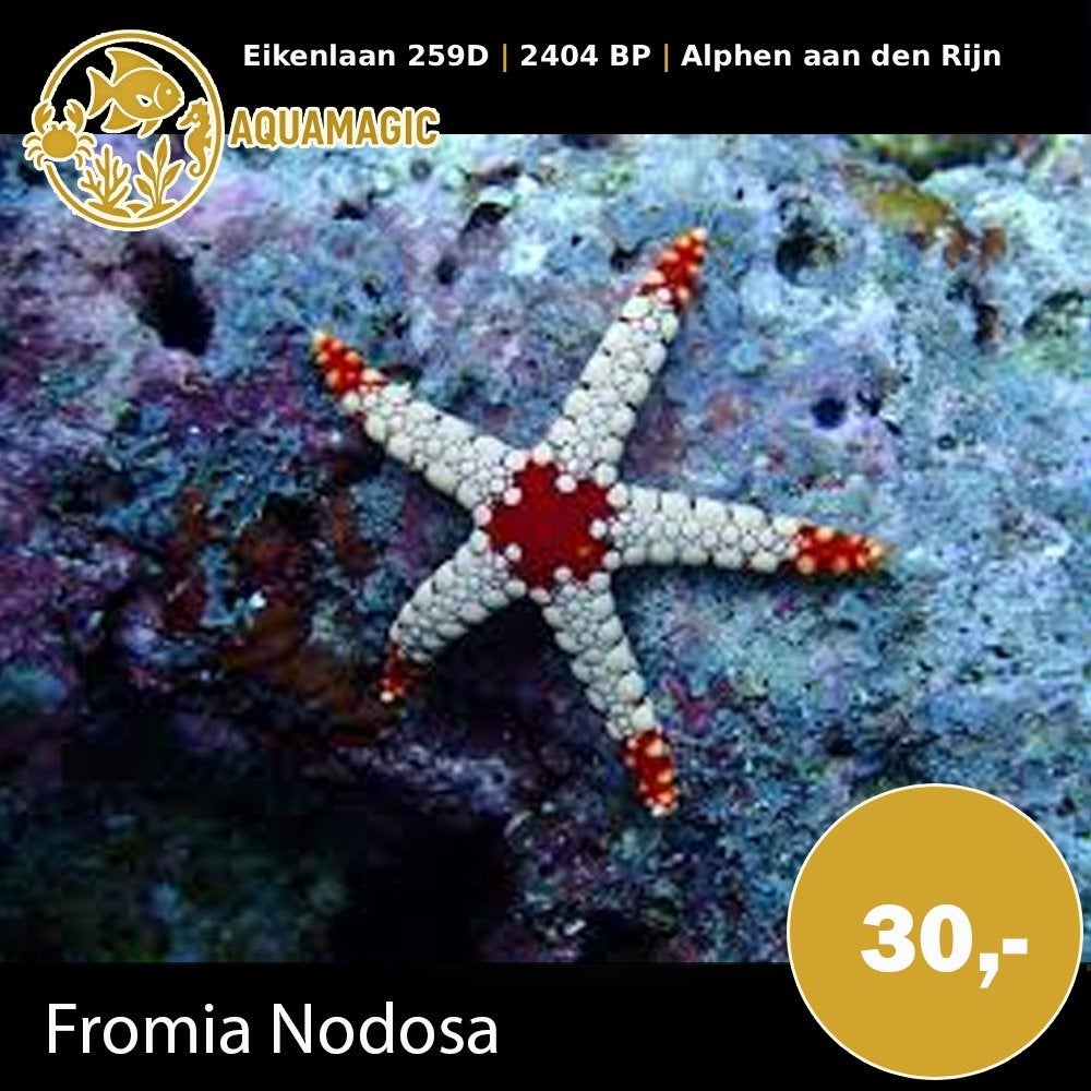 fromia nodosa, Slak of Weekdier, Zoutwatervis