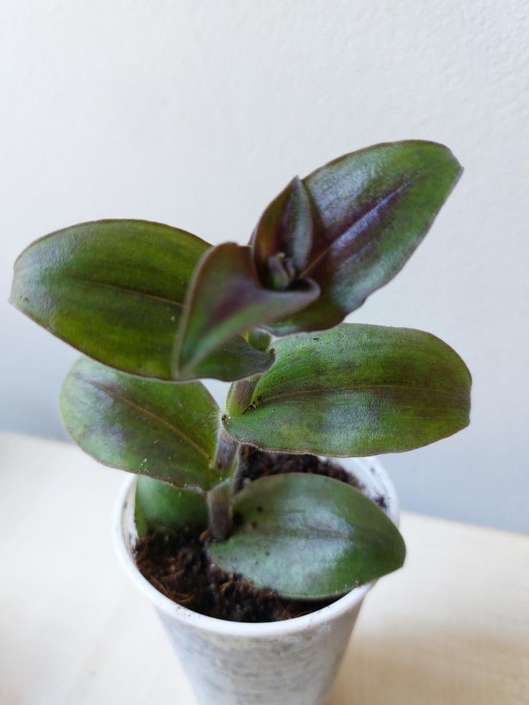 Tradescantia Standleyi, Goed Gewortelde Stek, Ophalen of Verzenden, Halfschaduw, Minder dan 100 cm