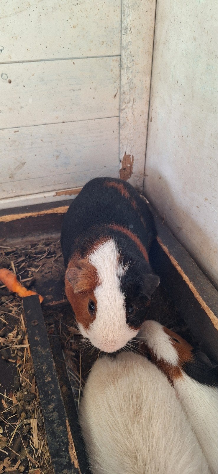 Cavia 3 kleur mannetje, Dieren en Toebehoren, Knaagdieren, April, Mannelijk, Cavia