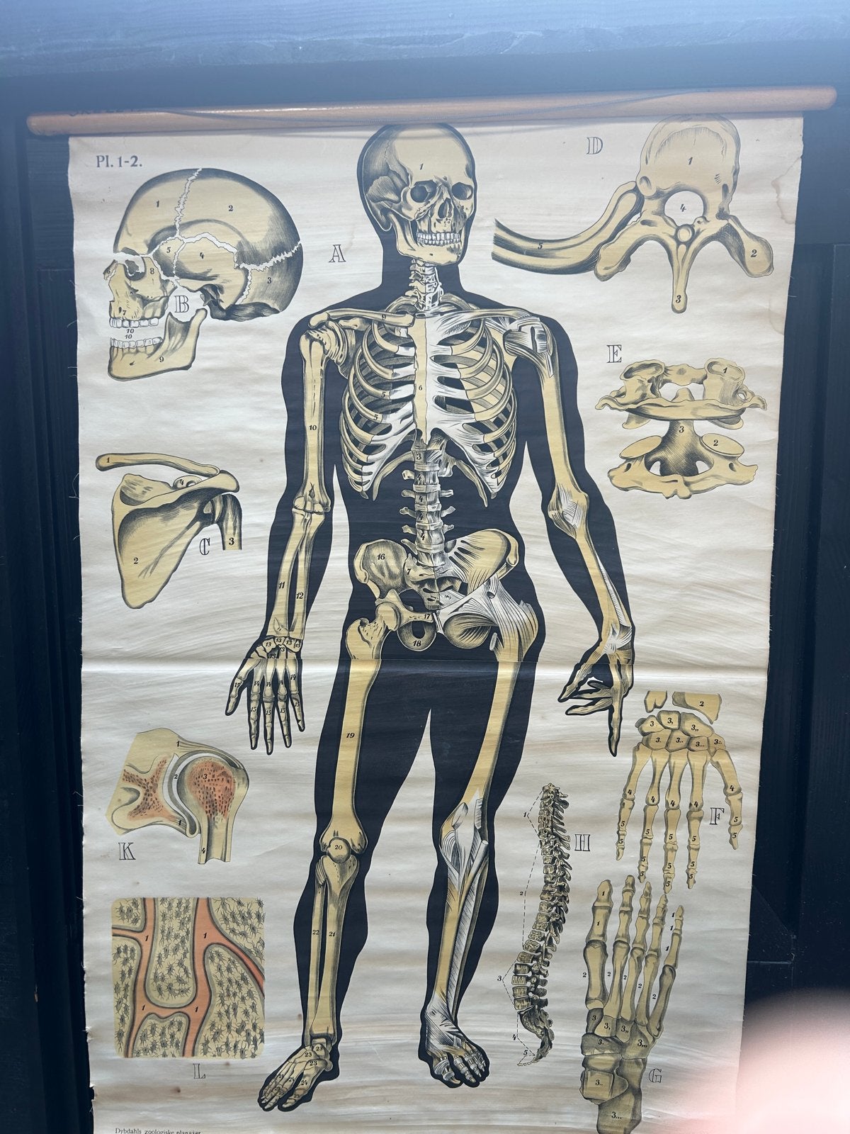 Vintage Anatomische Skeletkaart - Jaren '90 - Zeer Goede Sta, Ophalen, Zo goed als nieuw, Natuurwetenschap