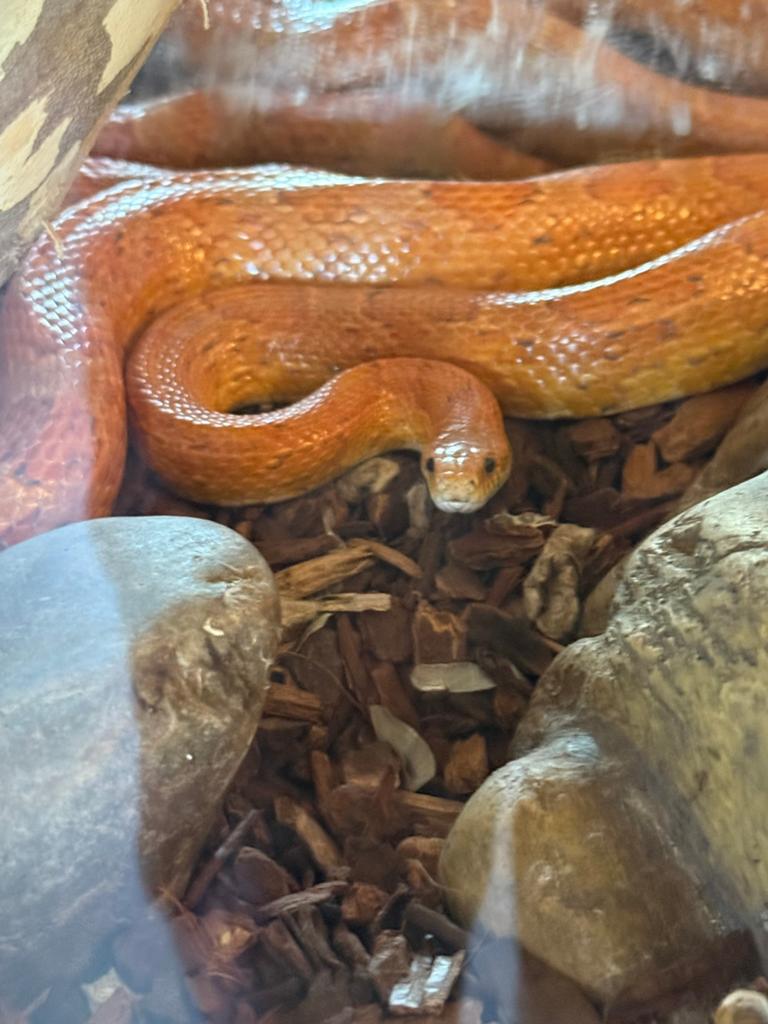 Rattenslang met prachtig zelfgemaakt terrarium / kast Rat Snake - unknown for sale from Sebastiaan Gamelkoorn