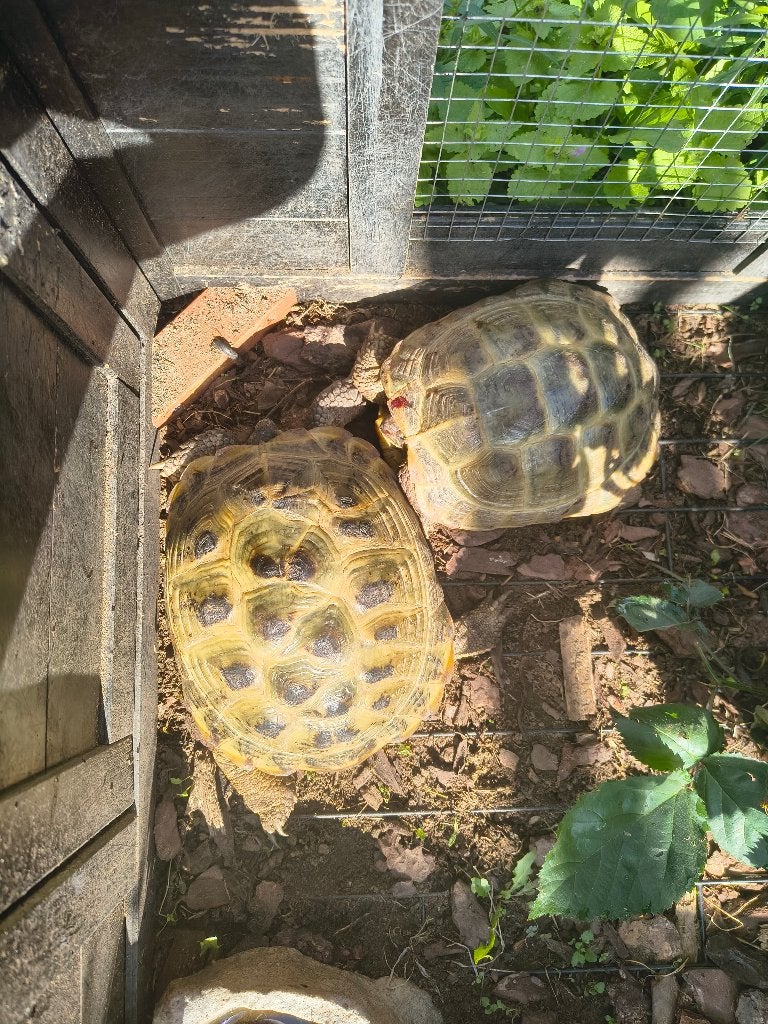 2 landschildpadden Tortoise - unknown for sale from Sharon