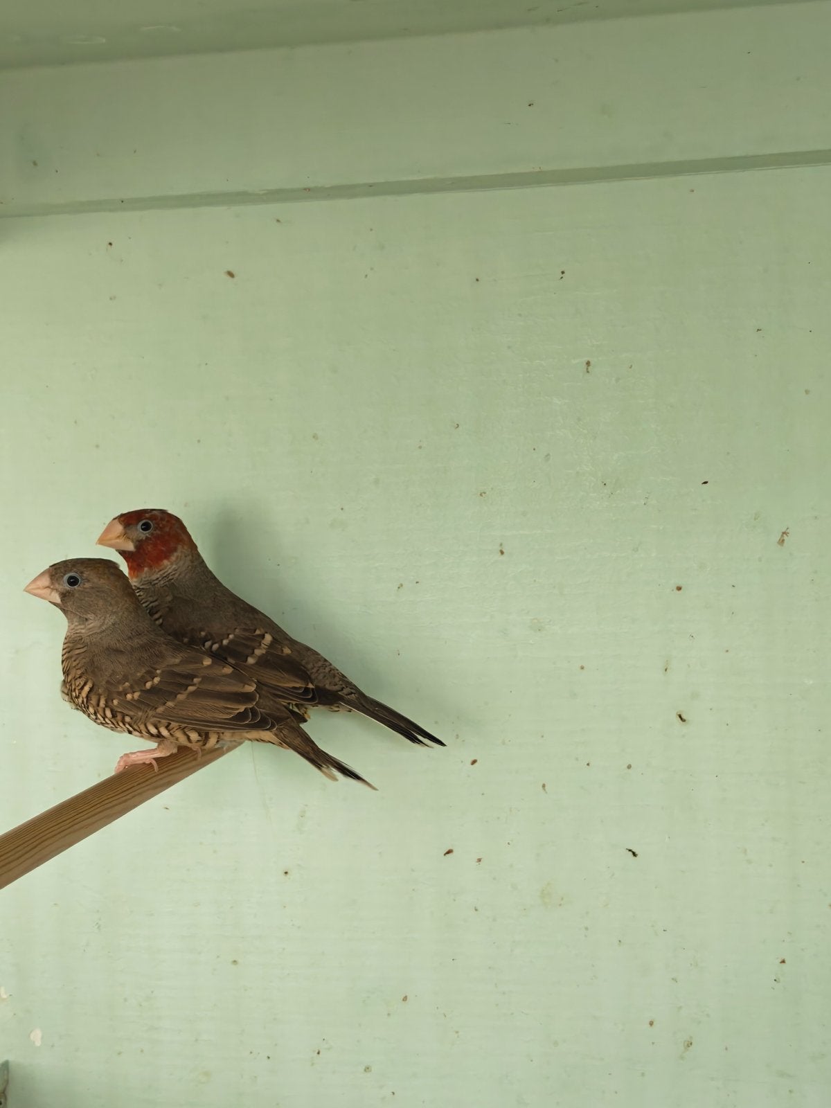 Roodkopamandine, Meerdere dieren, Tropenvogel, Geringd