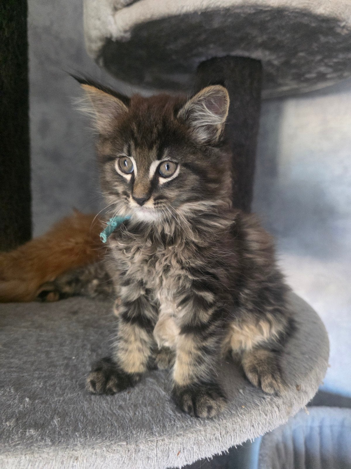 prachtig sociale maine coon kittens, Dieren en Toebehoren, Meerdere dieren, Gechipt, 0 tot 2 jaar